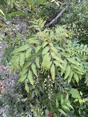 Berberis hartwegii (Berberis hartwegii)
