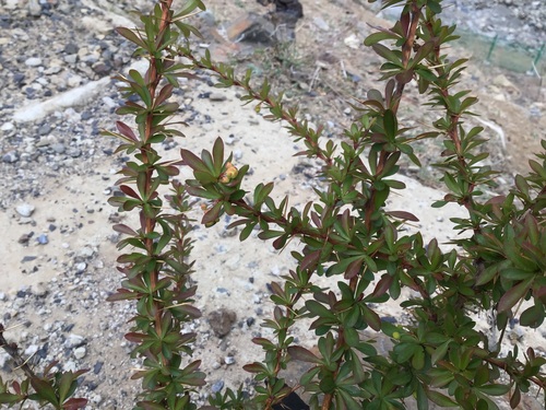 Berberis hemsleyana (Berberis hemsleyana)