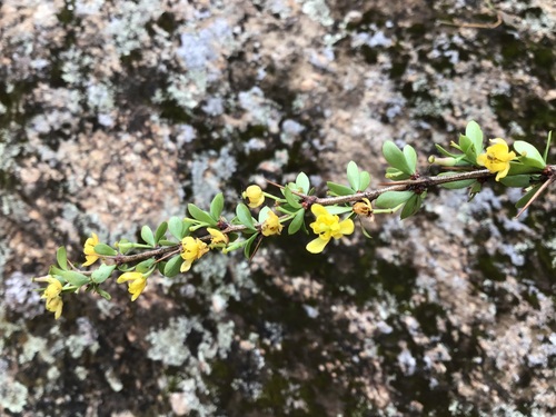 Berberis hemsleyana (Berberis hemsleyana)