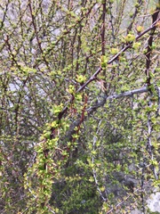 Berberis hemsleyana (Berberis hemsleyana)
