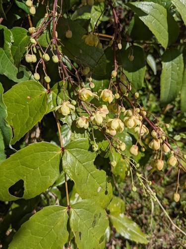 Berberis hemsleyi (Berberis hemsleyi)