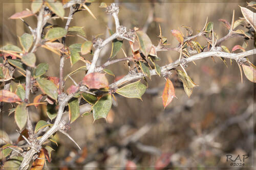 Berberis hieronymi (Berberis hieronymi)
