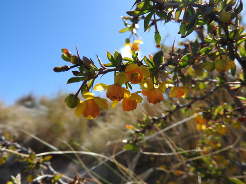Berberis hieronymi (Berberis hieronymi)