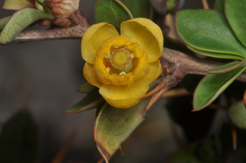 Berberis hieronymi (Berberis hieronymi)