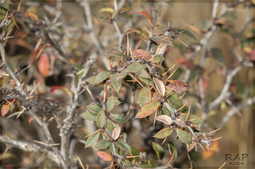 Berberis hieronymi (Berberis hieronymi)
