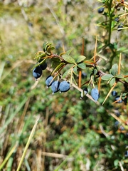 Berberis hieronymi (Berberis hieronymi)