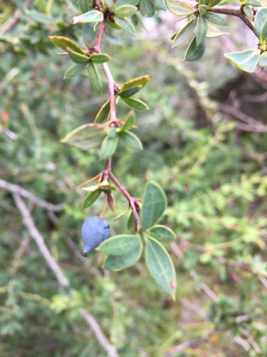 Berberis hieronymi (Berberis hieronymi)