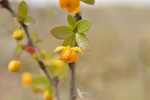 Berberis hieronymi (Berberis hieronymi)