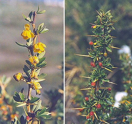 Berberis hieronymi: A yellow-thorned Calafate from the steppes of Patagonian Argentina.