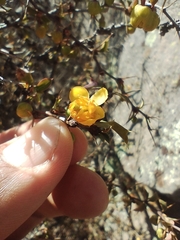 Berberis hieronymi (Berberis hieronymi)