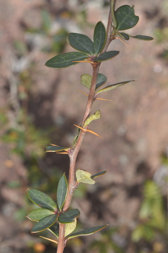 Berberis hieronymi (Berberis hieronymi)