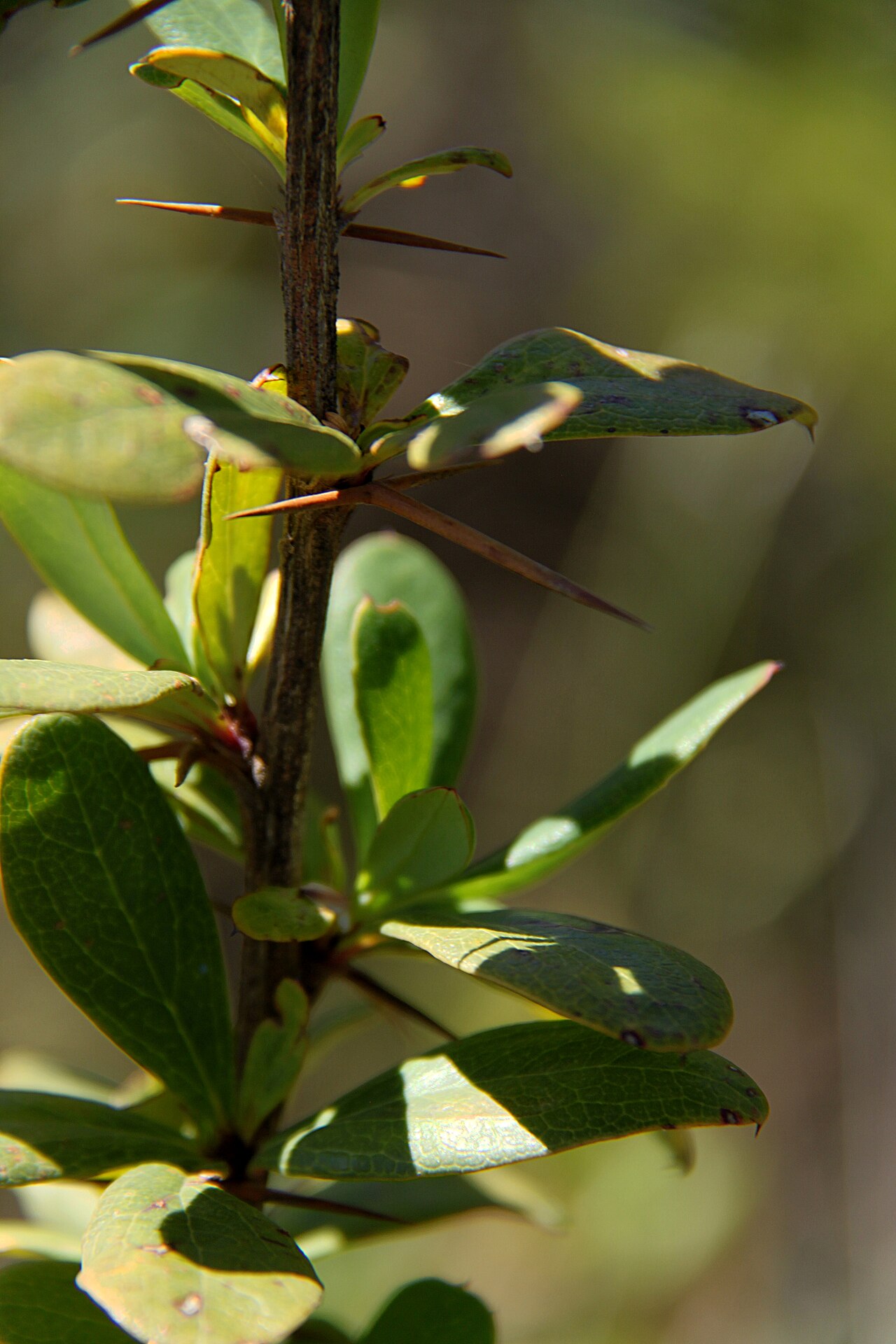 Berberis holstii: Berberis holstii carrying leaves and thorns, about 1 m high, leaves 2-3 cm long, photographed along the Chogoria route, Mount Kenya, at approximately 3050 m alt