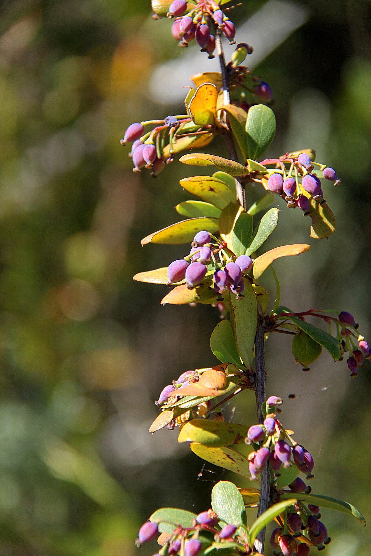 Berberis holstii: Berberis holstii carrying unripe berries, about 1 m high, leaves 2-3 cm long, photographed along the Chogoria route, Mount Kenya, at approximately 3050 m altitu