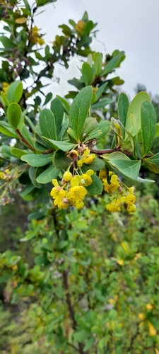 Berberis holstii (Berberis holstii)