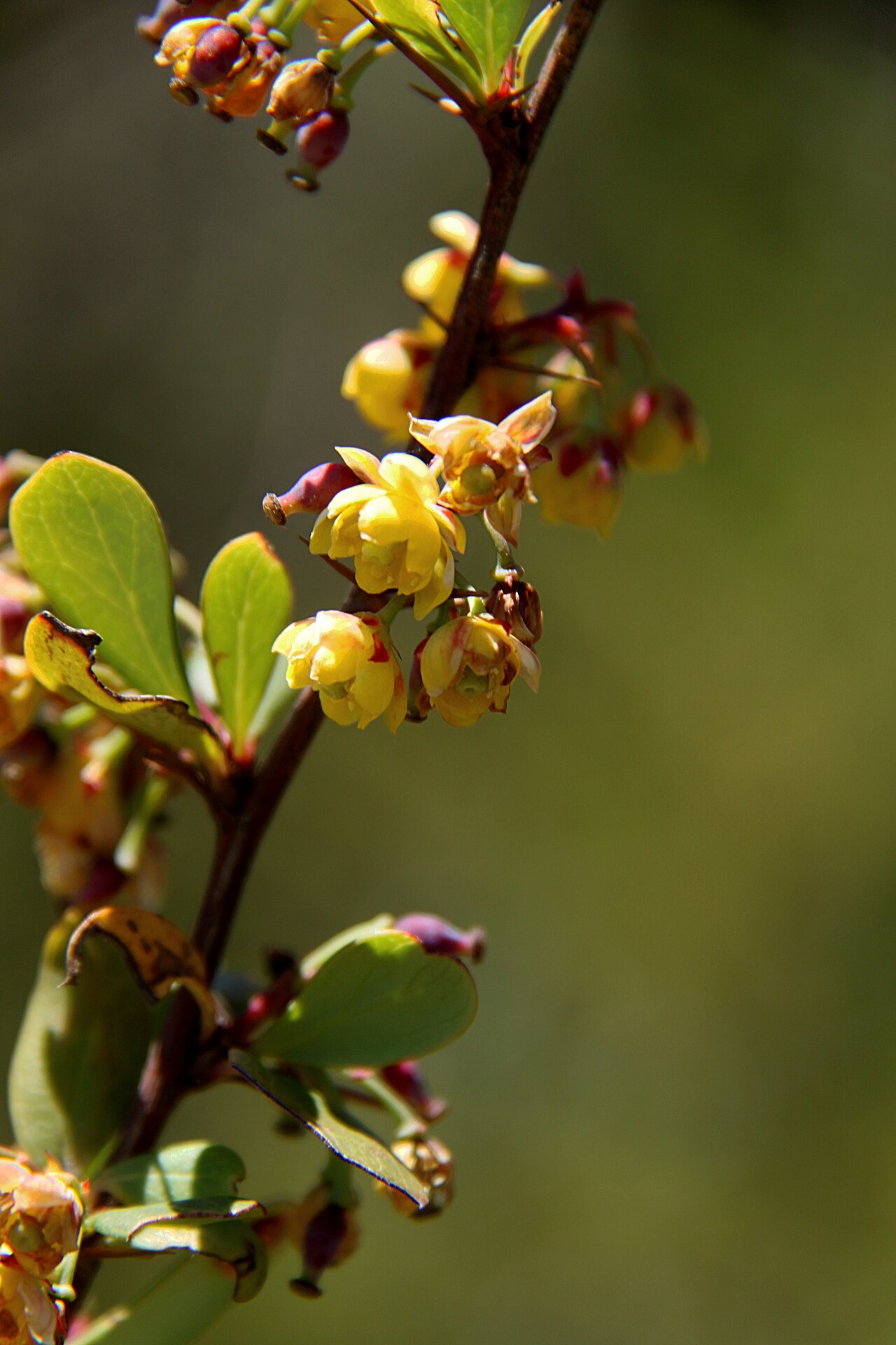 Berberis holstii: Berberis holstii carrying flowers, about 1 m high, leaves 2-3 cm long, photographed along the Chogoria route, Mount Kenya, at approximately 3050 m altitude