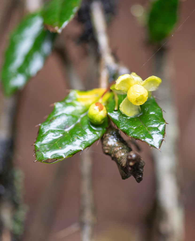Berberis hookeri (Berberis hookeri)