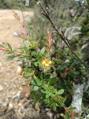 Berberis huertasii (Berberis huertasii)