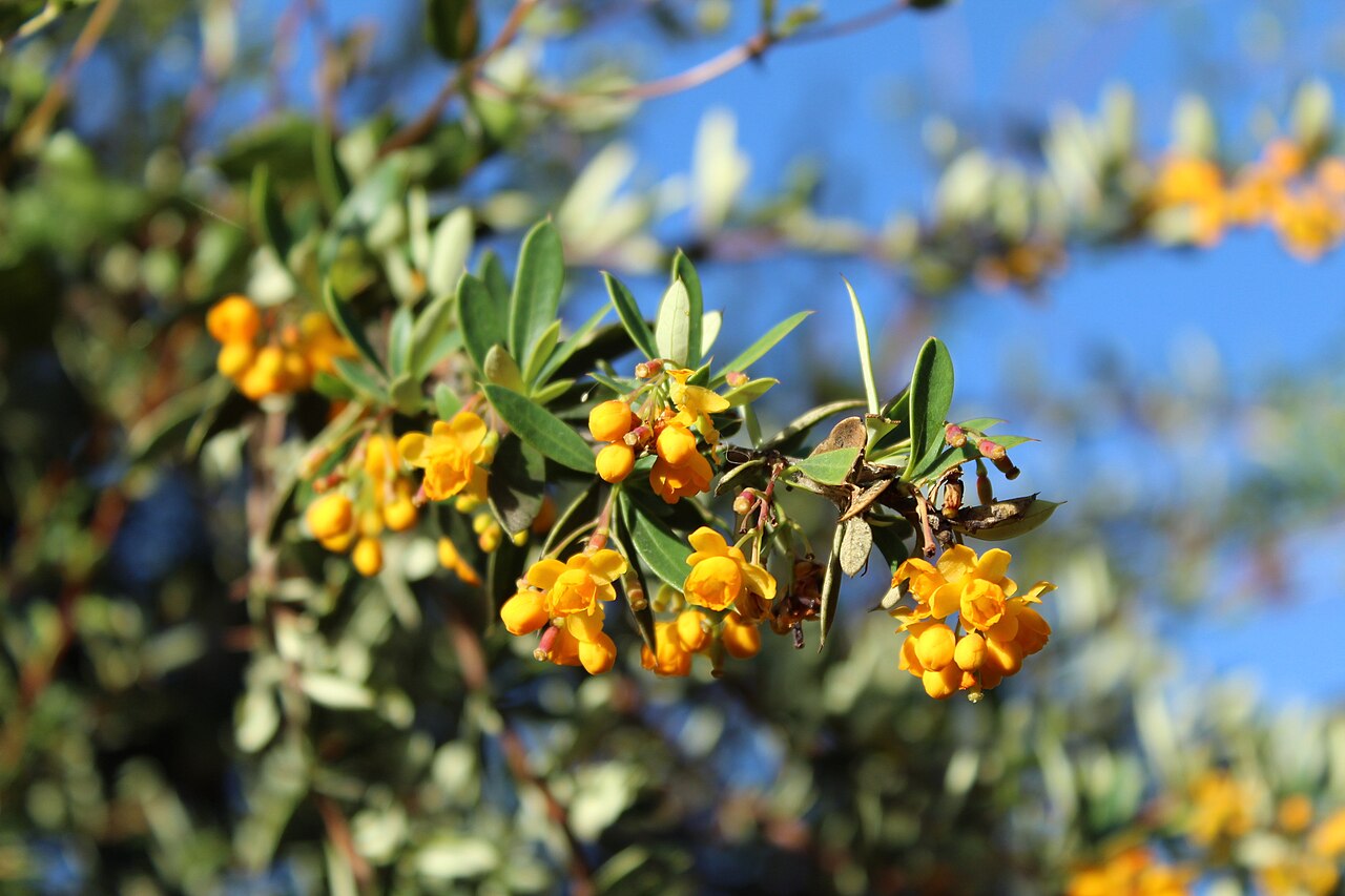 Berberis huertasii: Berberis huertasii. Species of plant.