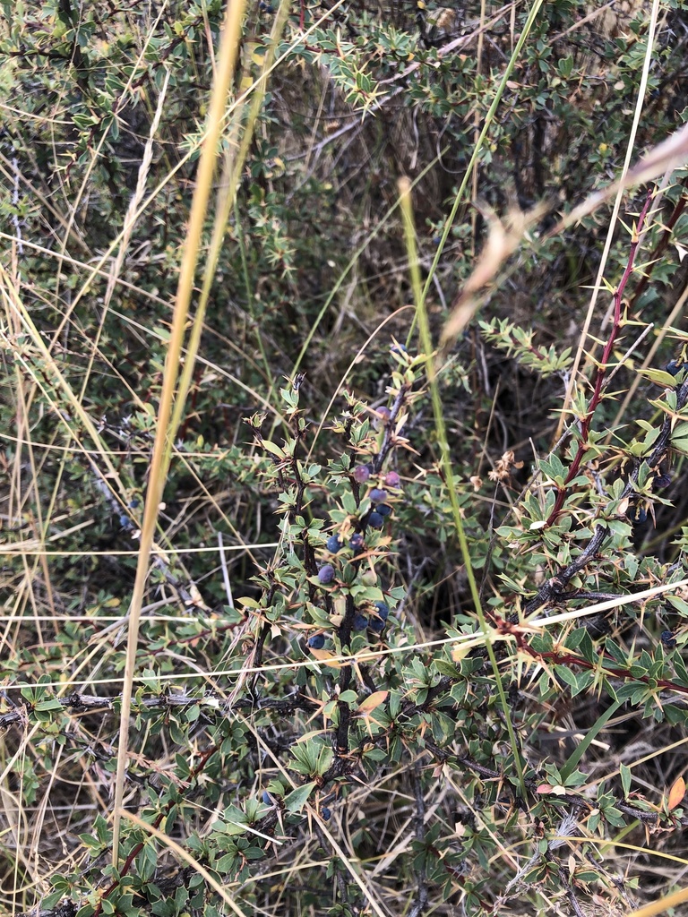 Berberis humbertiana (Berberis humbertiana)