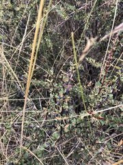 Berberis humbertiana (Berberis humbertiana)