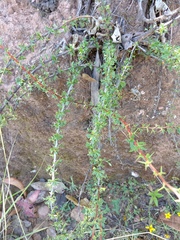 Berberis humbertiana (Berberis humbertiana)