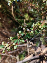 Berberis humbertiana (Berberis humbertiana)