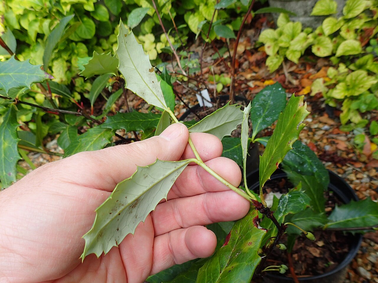 Berberis hypokerina: Berberis hypokerina