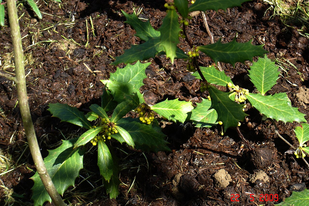 Berberis hypokerina: Berberis hypokerina