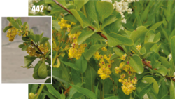 Berberis integerrima: Berberis integerrima, Tajikistan