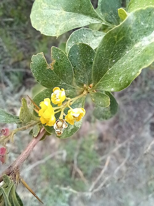 Berberis integerrima: Berberis integerrima — Field observation from Iliyskiy, KZ-AA, KZ, Kazakhstan. Collected by Alexander Dubynin (2023-06-04). Recorded in GBIF occurrence 41379359