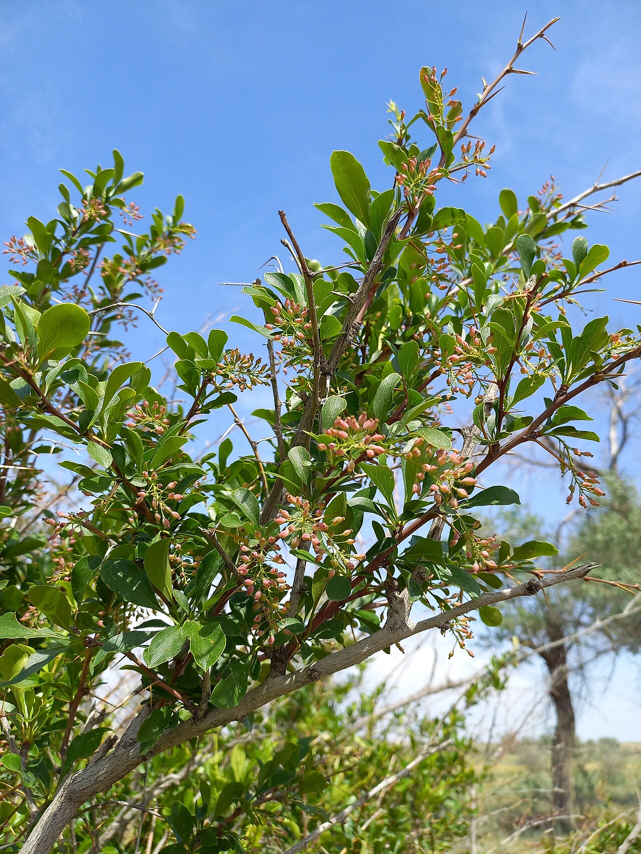Berberis integerrima: Berberis integerrima — Field observation from Almaty, KZ, Kazakhstan. Collected by Alexander Dubynin (2023-06-05). Recorded in GBIF occurrence 4137753970 .
