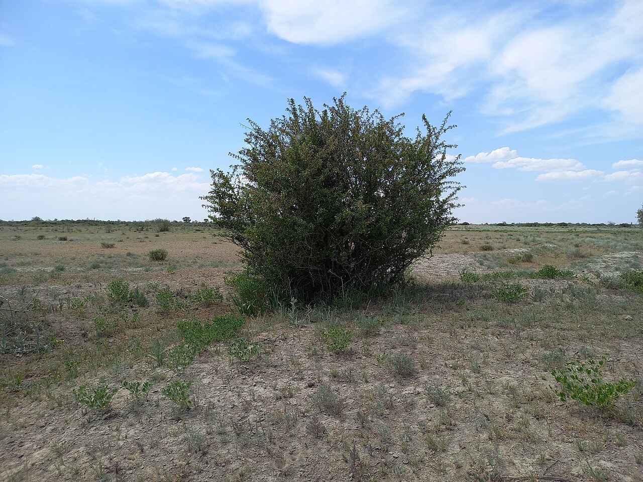 Berberis integerrima: Berberis integerrima — Field observation from Iliyskiy, KZ-AA, KZ, Kazakhstan. Collected by Alexander Dubynin (2023-06-04). Recorded in GBIF occurrence 41380998