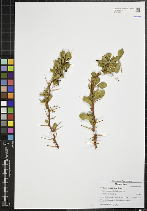 Berberis integerrima: Berberis integerrima — Herbarium specimen from Taftan Mountain, Baluchestan, Iran, Iran. Collected by Rigi Hossein Abadi,B. Flora of Iran BRT1-04|Rigi Hossein A