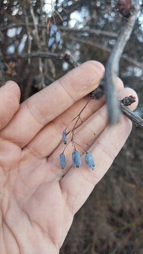 Berberis integerrima: Berberis integerrima — Field observation from Бостанлыкский район, Ташкентская область, Узбекистан, Uzbekistan. Collected by Andrew Bazdyrev (2026-01-13). Recor