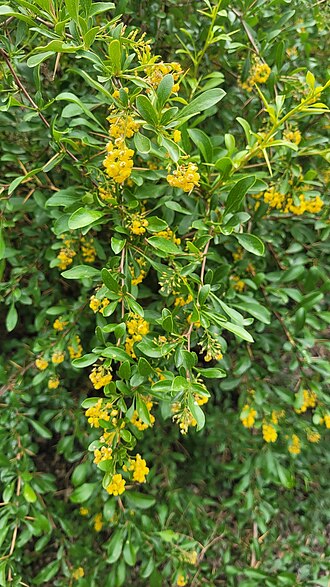 Berberis integerrima: Berberis integerrima — Field observation from Almaty, KZ, Kazakhstan. Collected by Pavel Smirnov (2023-05-20). Recorded in GBIF occurrence 4121090643 .