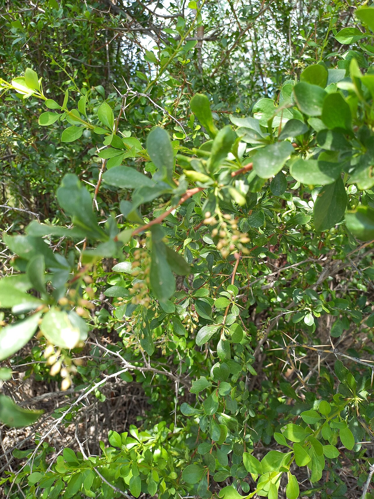 Berberis integerrima: Berberis integerrima — Field observation from Iliyskiy, KZ-AA, KZ, Kazakhstan. Collected by Alexander Dubynin (2023-06-04). Recorded in GBIF occurrence 41380854