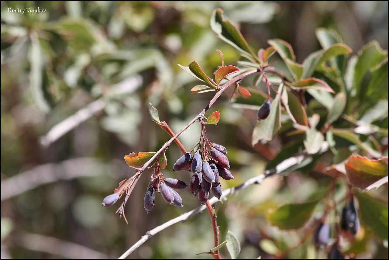 Berberis integerrima: Berberis integerrima