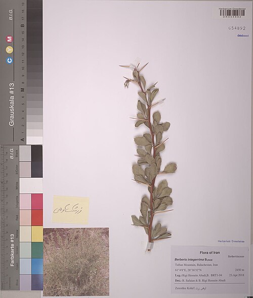 Berberis integerrima: Berberis integerrima — Herbarium specimen from Taftan Mountain, Baluchestan, Iran, Iran. Collected by Rigi Hossein Abadi,B. Flora of Iran BRT1-04|Rigi Hossein A