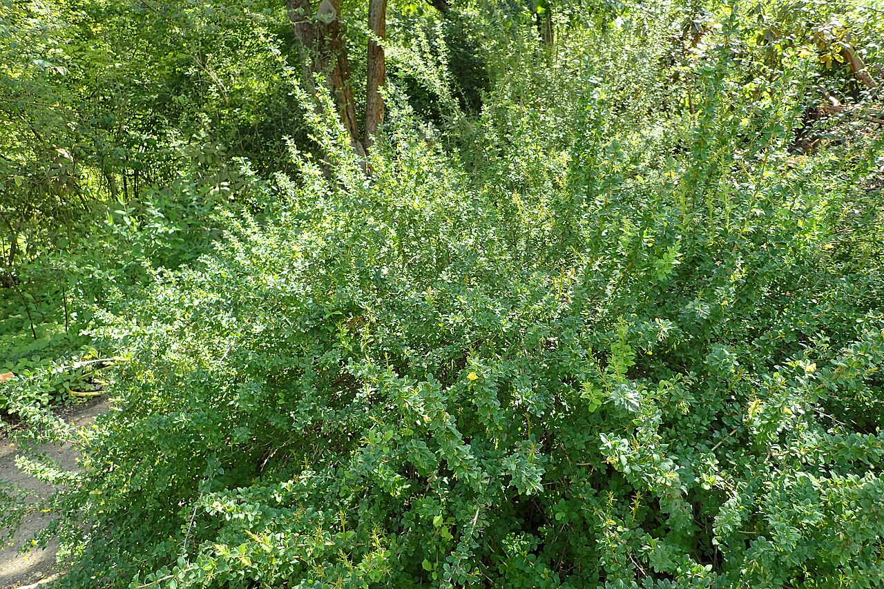 Berberis jaeschkeana: Berberis jaeschkeana in the Botanischer Garten, Berlin-Dahlem