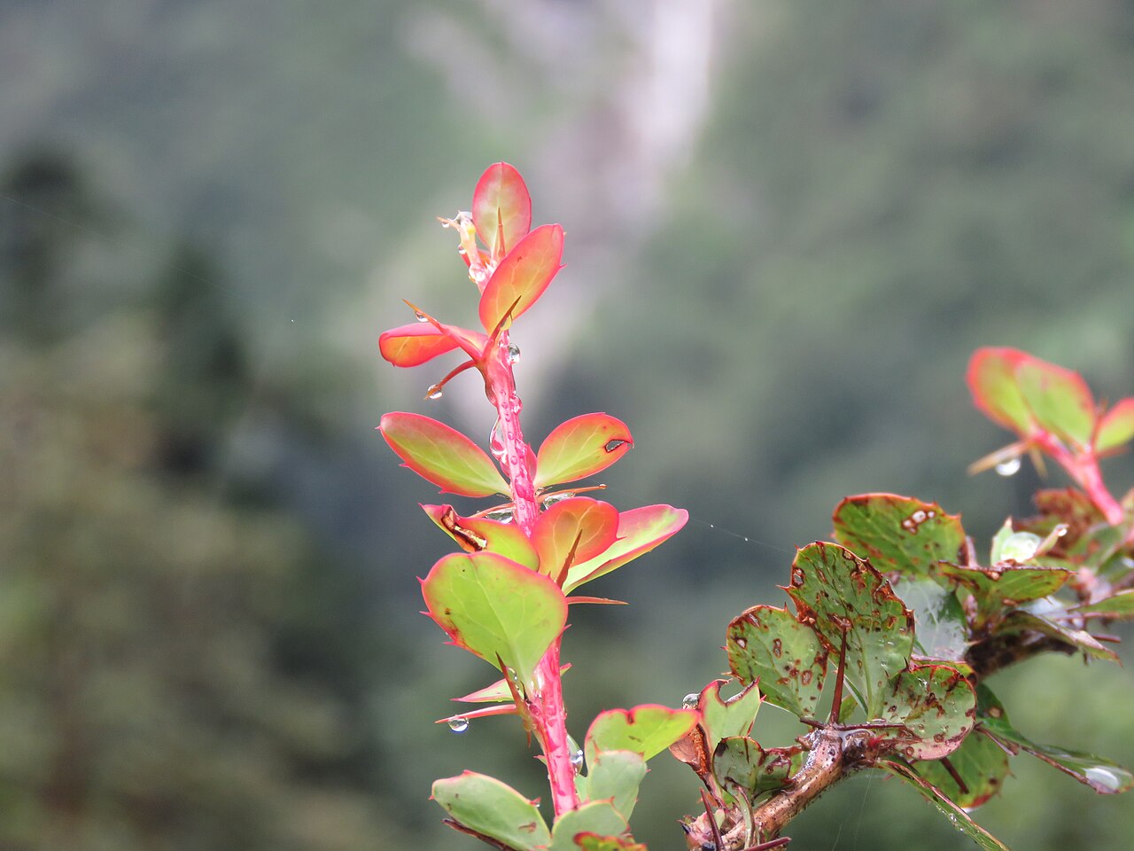 Berberis jaeschkeana: Photos from Valley of Flowers trip during LGFC - VOF 2019