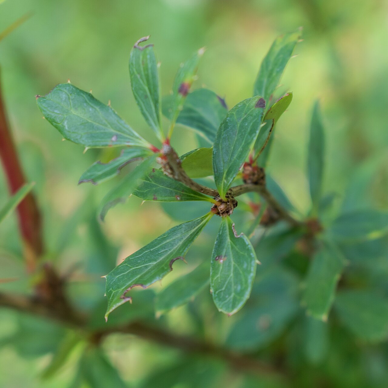 Berberis jaeschkeana: Berberis jaeschkeana in La Jaÿsinia Botanical Garden in Samoëns, Haute-Savoie, France