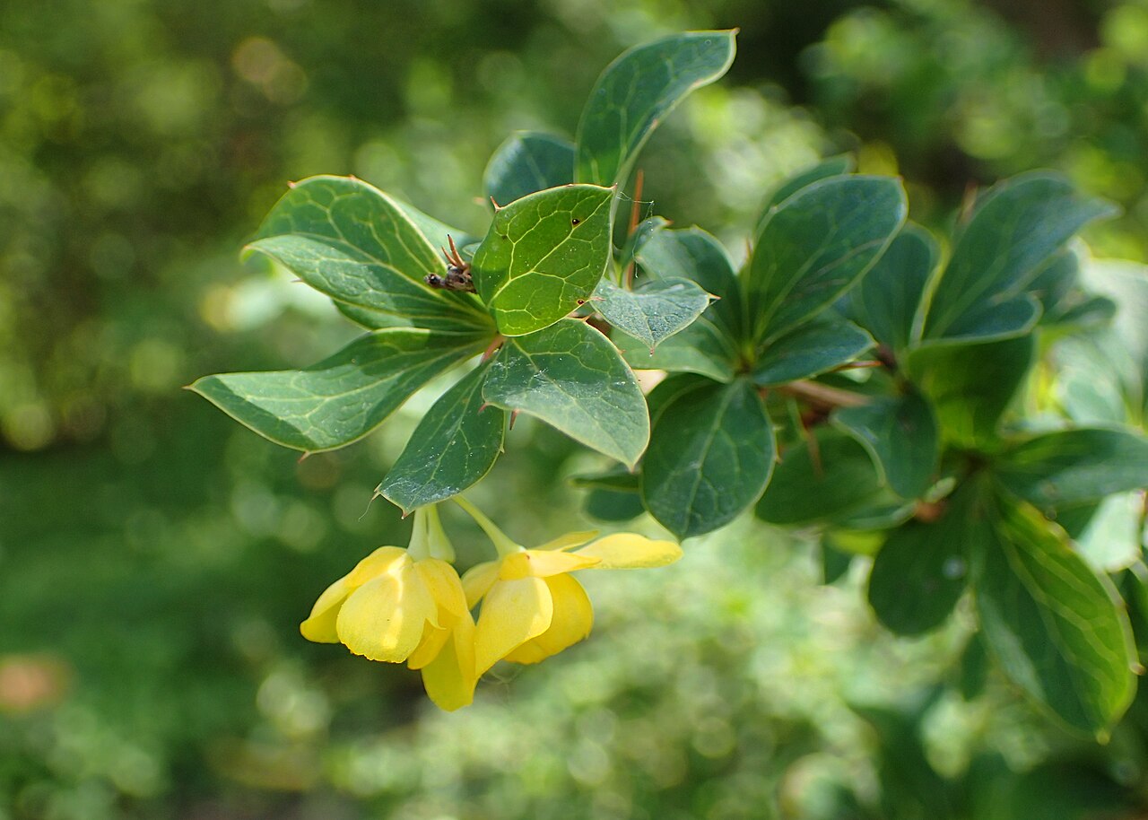 Berberis jaeschkeana: Berberis jaeschkeana in the Botanischer Garten, Berlin-Dahlem
