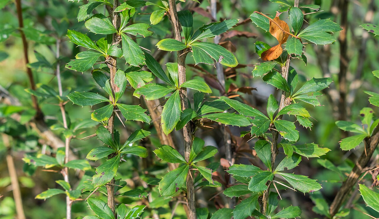 Berberis jaeschkeana: Berberis jaeschkeana in La Jaÿsinia Botanical Garden in Samoëns, Haute-Savoie, France