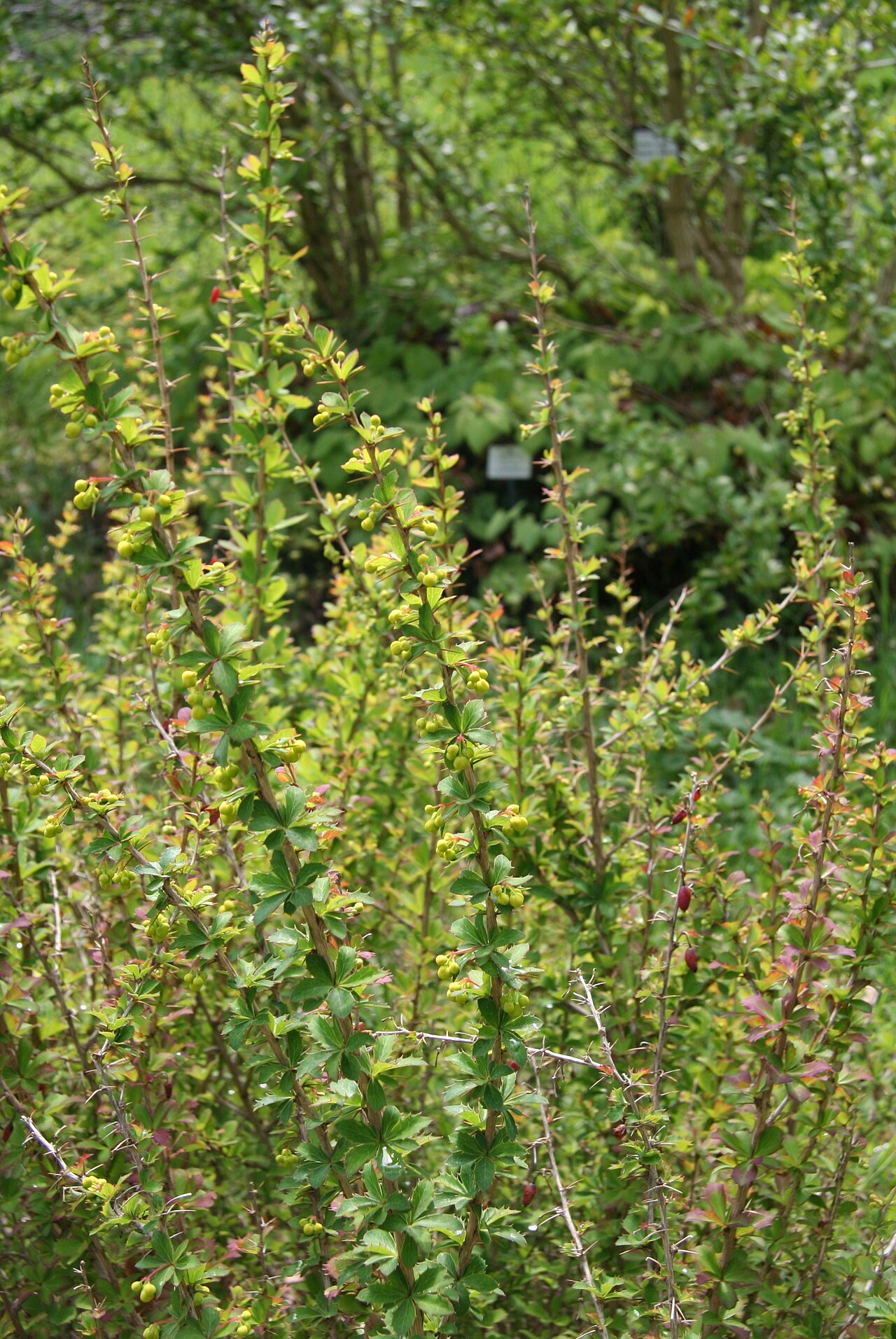 Berberis jaeschkeana: Berberis jaeschkeana im Botanischen Garten Dresden