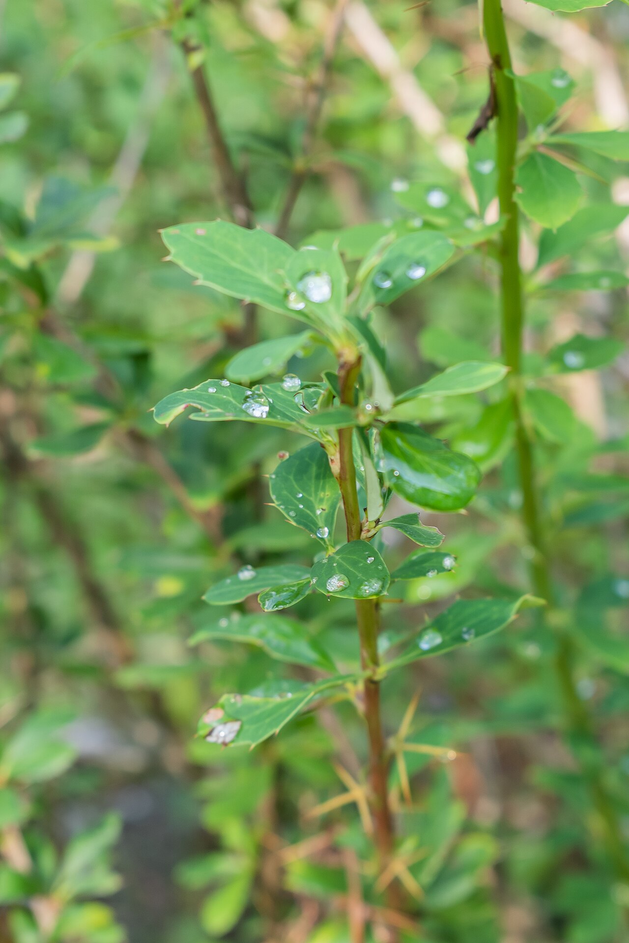 Berberis jaeschkeana: Berberis jaeschkeana in La Jaÿsinia Botanical Garden in Samoëns, Haute-Savoie, France