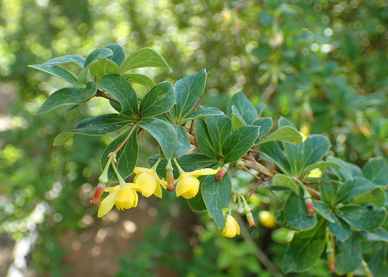 Berberis jaeschkeana: Berberis jaeschkeana in the Botanischer Garten, Berlin-Dahlem
