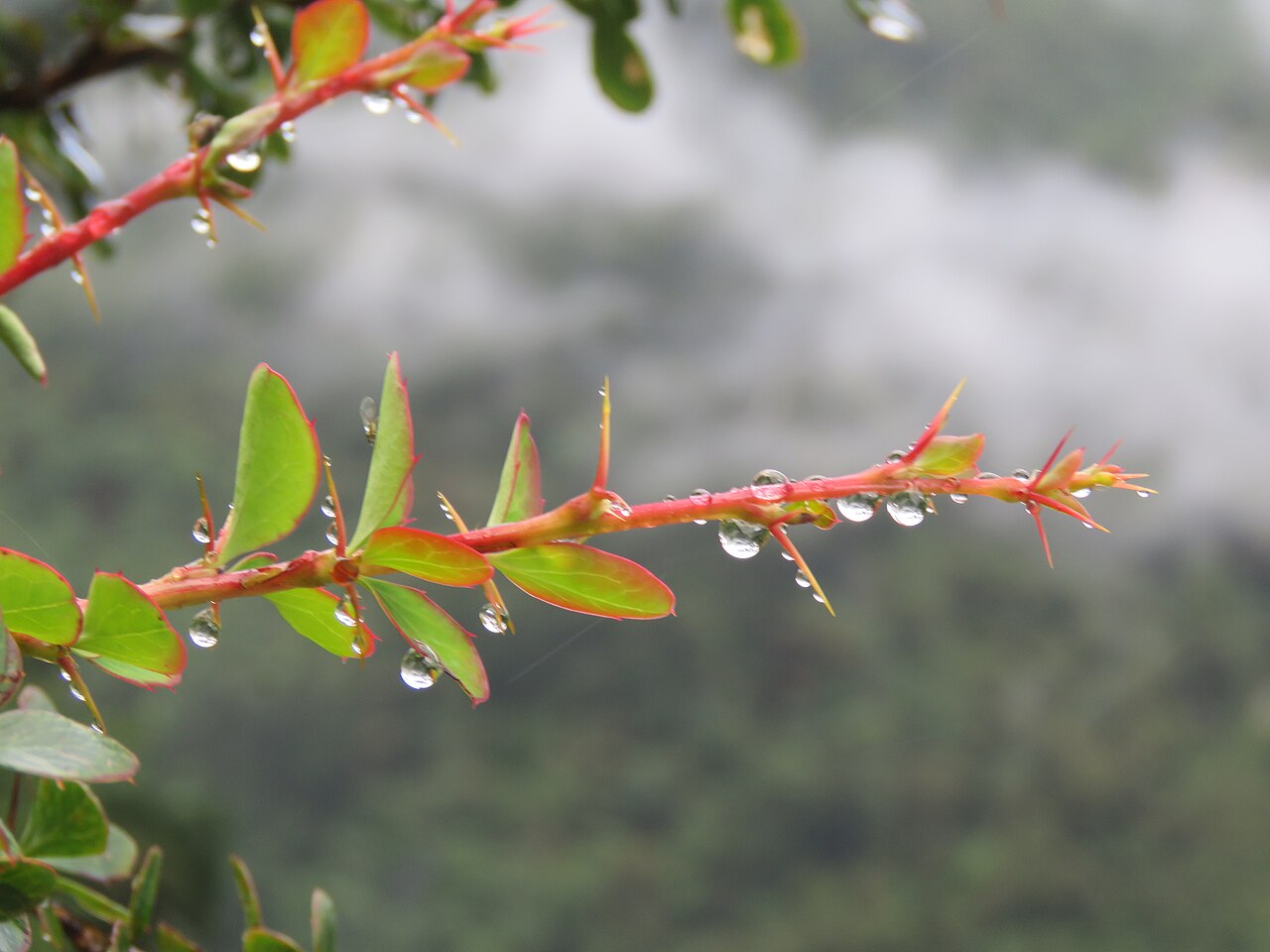 Berberis jaeschkeana: Photos from Valley of Flowers trip during LGFC - VOF 2019