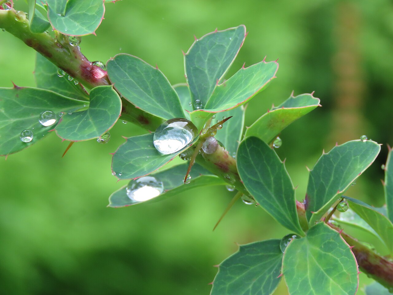 Berberis jaeschkeana: Photos from Valley of Flowers trip during LGFC - VOF 2019