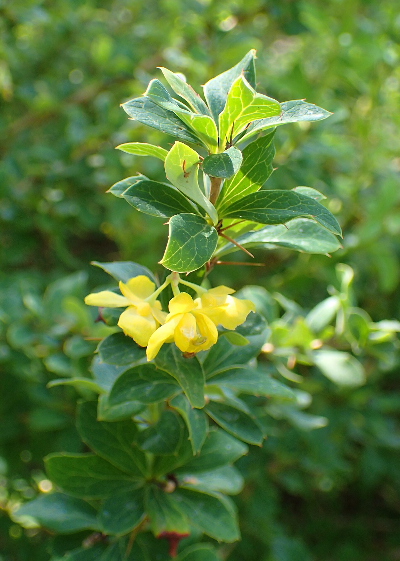 Berberis jaeschkeana: Berberis jaeschkeana in the Botanischer Garten, Berlin-Dahlem