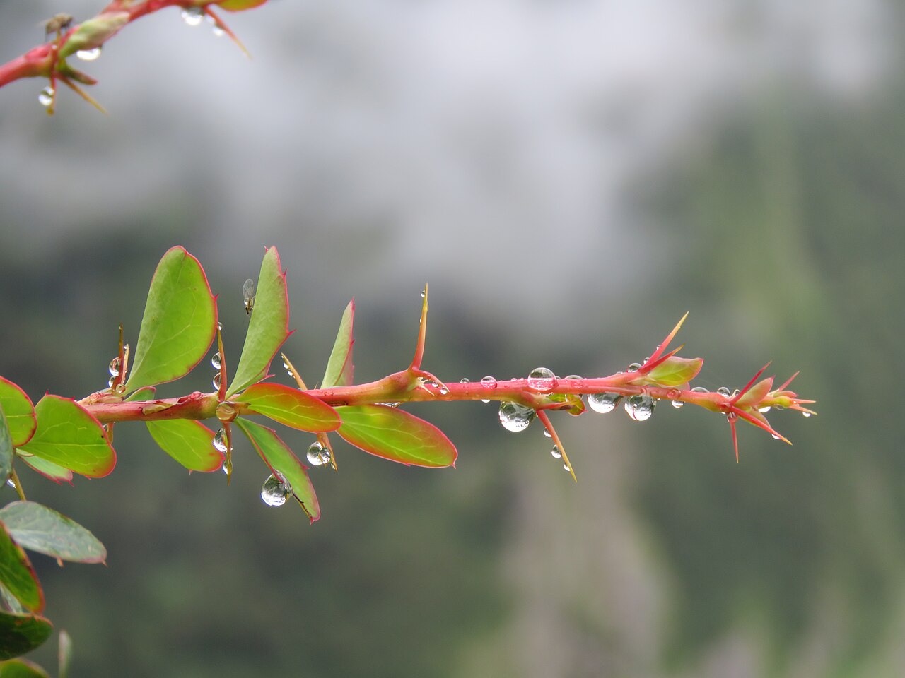 Berberis jaeschkeana: Photos from Valley of Flowers trip during LGFC - VOF 2019